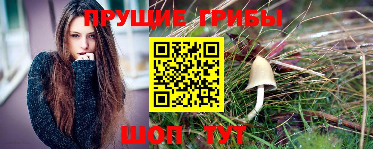 Людиново  Псилоцибиновые грибы Cubensis  Вход с VPN 